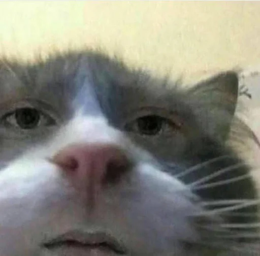 Стикер superkiski - 1