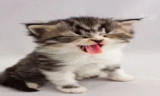 Sticker сочные киски - 3