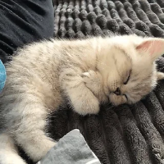 Sticker сочные киски - 9