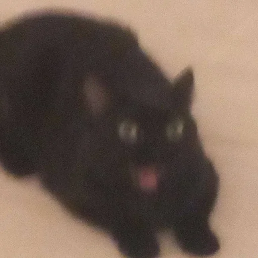 animal black cat small to medium-sized cats