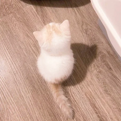 Sticker supermengg - 1