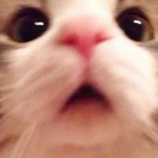 Sticker 𝑺𝒖𝒑𝒆𝒓𝒎𝒆𝒏𝒈 ✧ Xemocca Rue-Bellanoire - 11