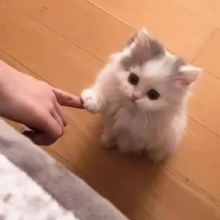 Sticker 𝑺𝒖𝒑𝒆𝒓𝒎𝒆𝒏𝒈 ✧ Xemocca Rue-Bellanoire - 5