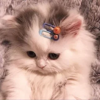 Sticker 𝑺𝒖𝒑𝒆𝒓𝒎𝒆𝒏𝒈 ✧ Xemocca Rue-Bellanoire - 10