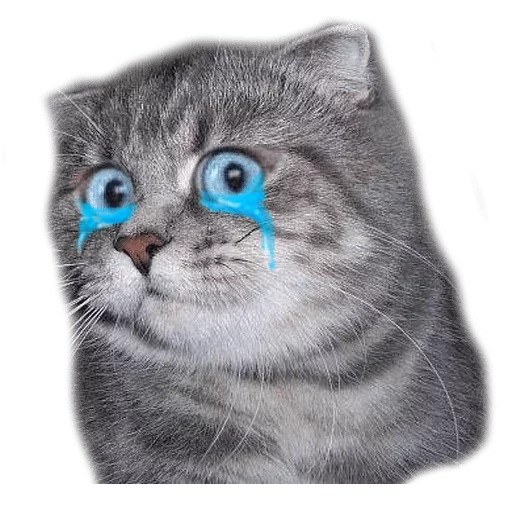 Sticker surprised cat - 11