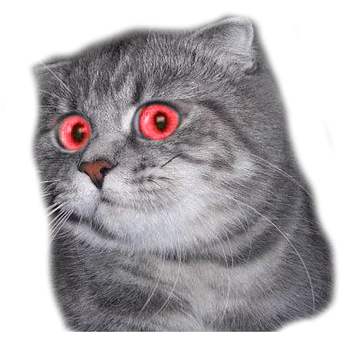 Sticker surprised cat - 10