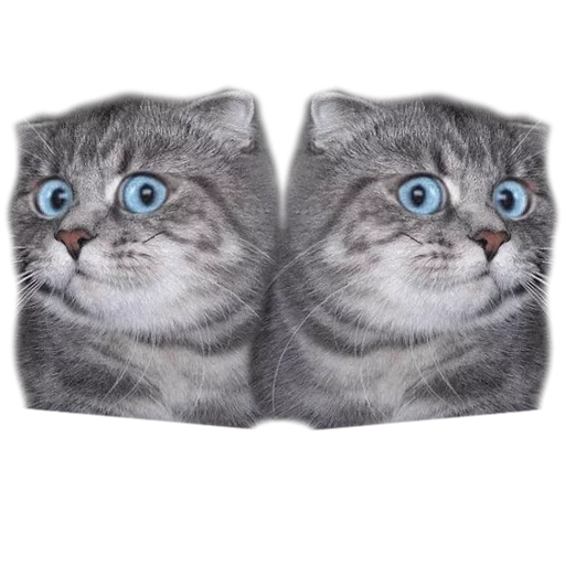 Sticker surprised cat - 8