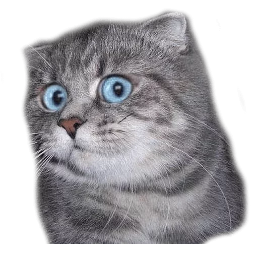 Sticker surprised cat - 7