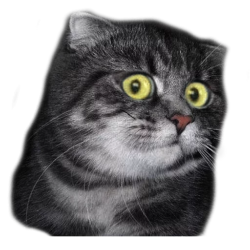 Sticker surprised cat - 6