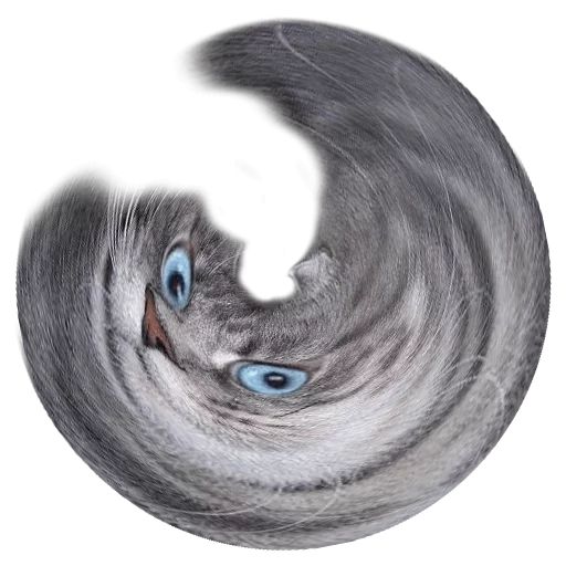 Sticker surprised cat - 5