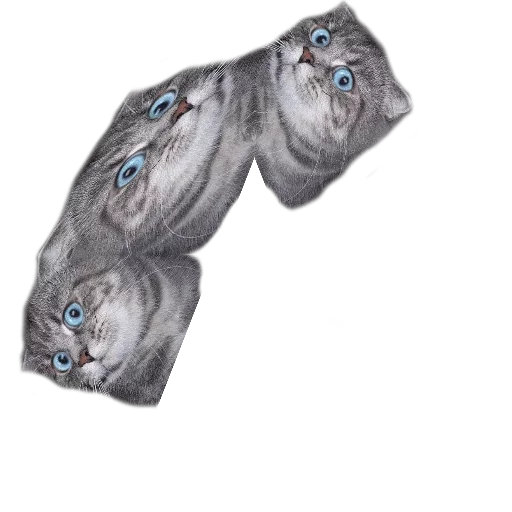 Sticker surprised cat - 4