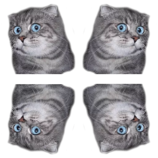 Sticker surprised cat - 3