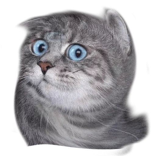 Sticker surprised cat - 1