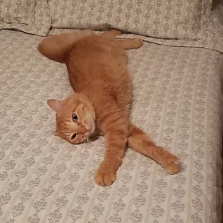 Стикер SUSHI - 10