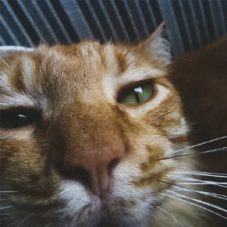 Стикер SUSHI - 2