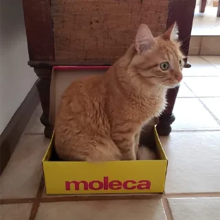 Стикер SUSHI - 5