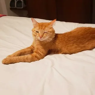 Стикер SUSHI - 0