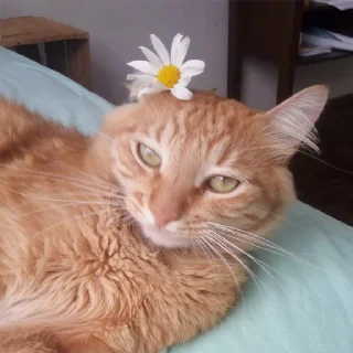 Стикер SUSHI - 4