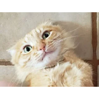 Стикер SUSHI - 3