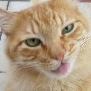 Стикер SUSHI - 1