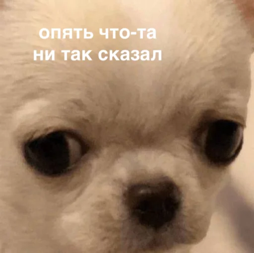 Sticker susik_zuzik - 1