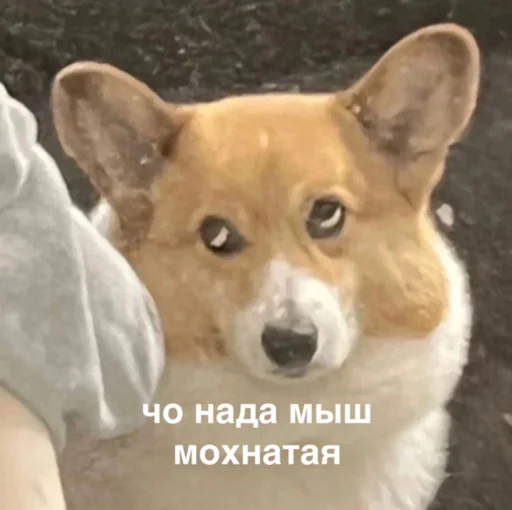 Sticker susik_zuzik - 1