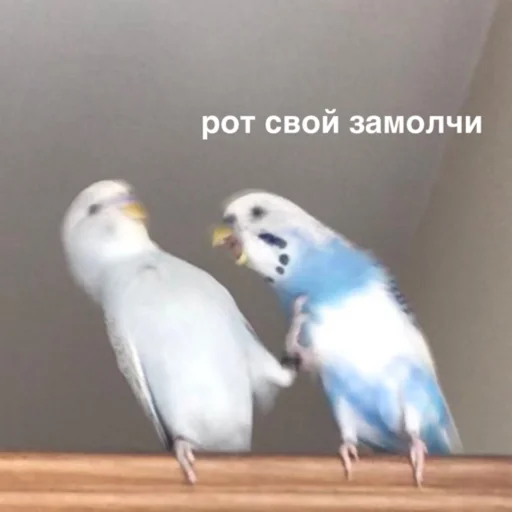 Стикер susik_zuzik - 1