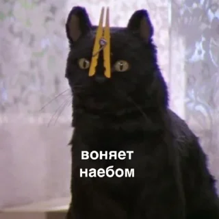 Sticker susik_zuzik - 10