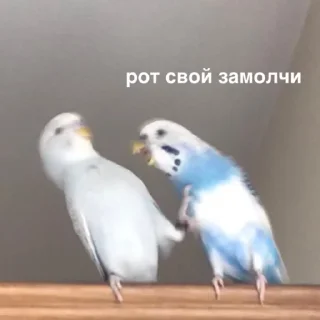 Sticker susik_zuzik - 9