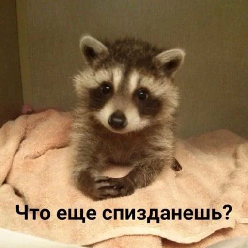 Стикер susikzuzik - 1