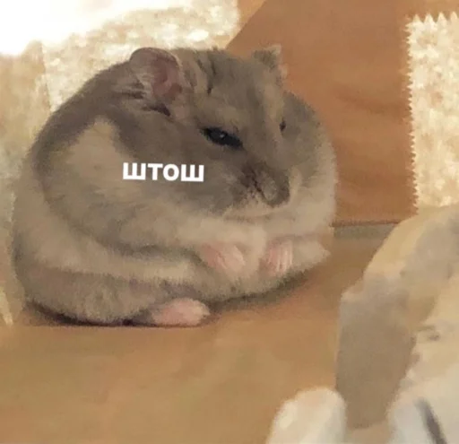 Стикер susikzuzik - 1