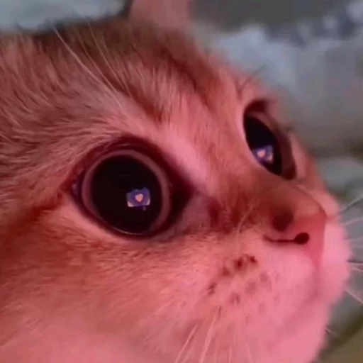 Sticker susikzuzik - 1