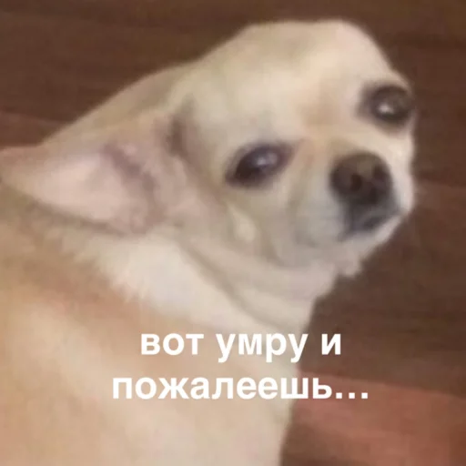 Стикер susikzuzik - 1