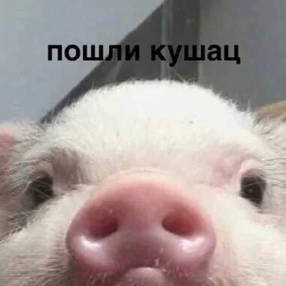 Стикер susik zuzik - 7