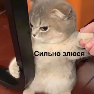 Стикер susik zuzik - 5