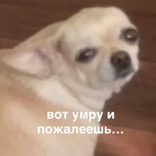 Стикер susik zuzik - 8