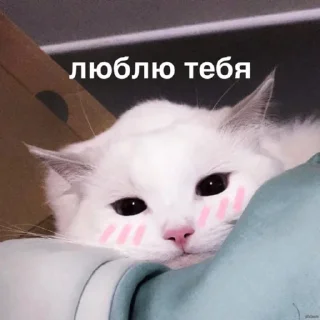 Стикер susik zuzik - 10