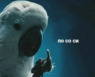 Стикер susik zuzik - 1