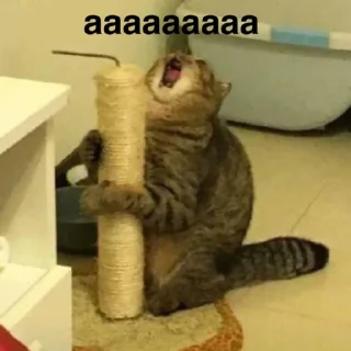 Стикер susik zuzik - 11