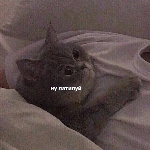 small to medium-sized cats indoor felidae