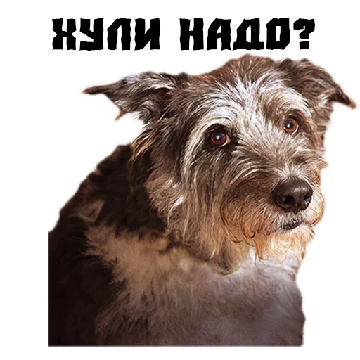 Стикер Сутулая Собака - 11