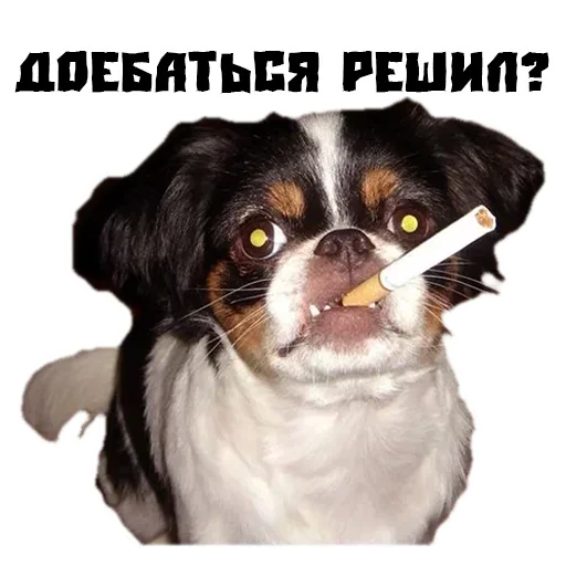 Стикер Сутулая Собака - 5