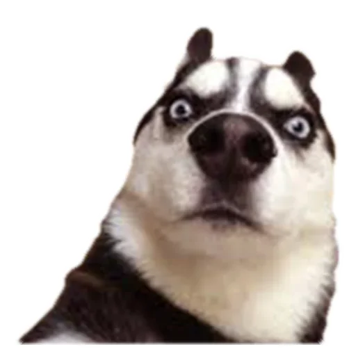 Стикер Сутулая Собака - 4