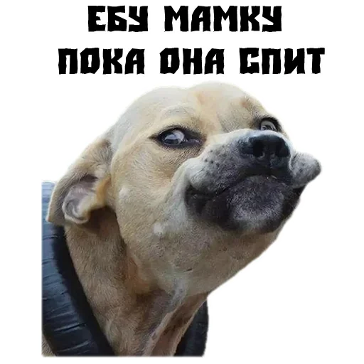 Стикер Сутулая Собака - 1