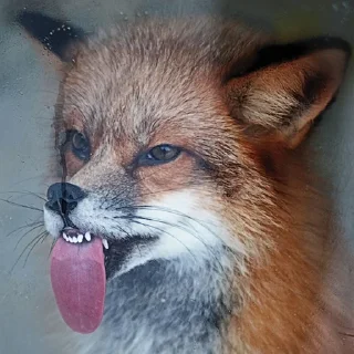 Sticker СВИСТОКЛЬ - 4