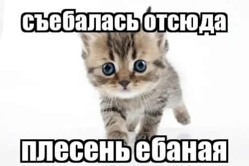 Sticker 🧡люблю любить пиздец🥞 @amare_shit - 7