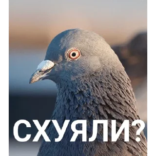 Стикер ebat hohlov ebat - 2