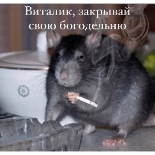 Стикер ebat hohlov ebat - 10