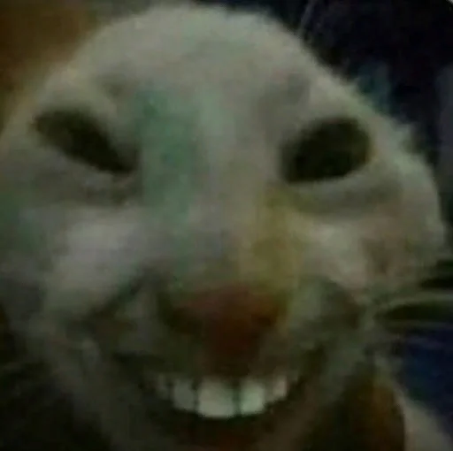 mammal animal small to medium-sized cats