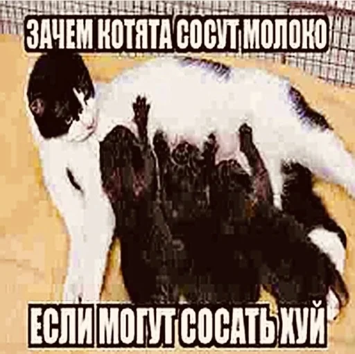 Sticker swag by @analdo_7 - 4